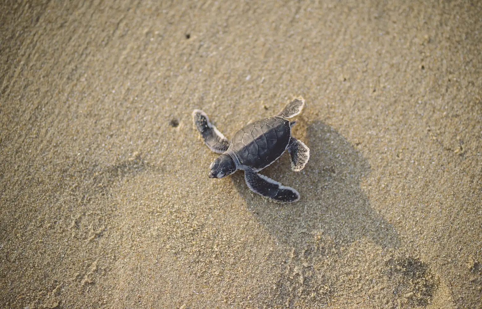 Cherating Beach - Malaysia All-inclusive Resorts | Club Med