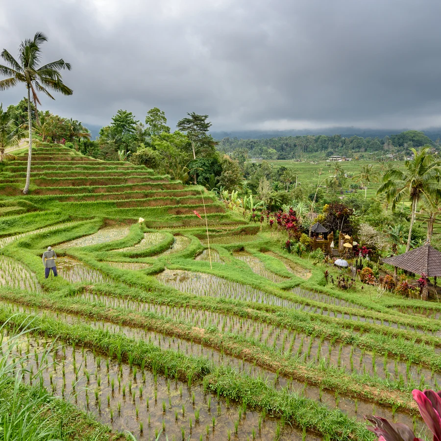 8 Best Rice Terraces in Bali | Club Med Blog